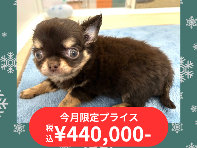 岡山県のチワワ(ロング) (アミーゴ水島店/2025年10月2日生まれ/男の子/チョコレートクリーム)の子犬の1枚目の画像