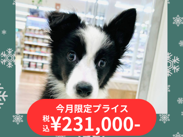 岡山県のボーダーコリー (アミーゴ水島店/2025年8月23日生まれ/女の子/ブラックホワイト)の子犬