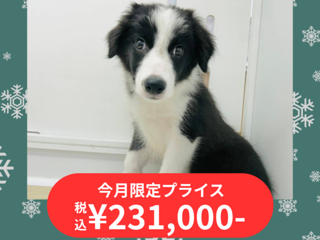 岡山県のボーダーコリー (アミーゴ水島店/2025年8月23日生まれ/女の子/ブラックホワイト)の子犬の1枚目の画像