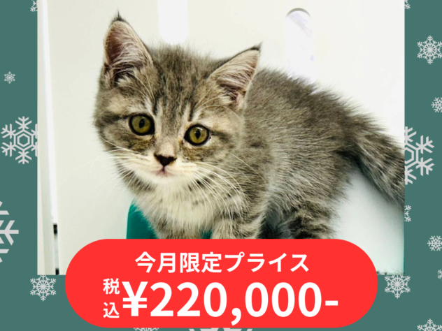 岡山県のノルウェージャンフォレストキャット (アミーゴ水島店/2025年8月28日生まれ/女の子/ブルータビーホワイト)の子猫の1枚目の画像