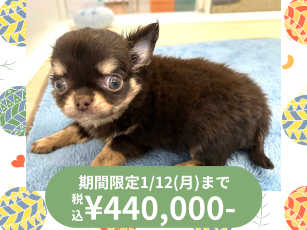 岡山県のチワワ(ロング) (アミーゴ水島店/2025年10月2日生まれ/男の子/チョコレートクリーム)の子犬の1枚目の画像