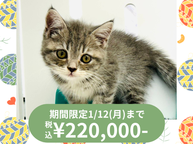 岡山県のノルウェージャンフォレストキャット (アミーゴ水島店/2025年8月28日生まれ/女の子/ブルータビーホワイト)の子猫の1枚目の画像