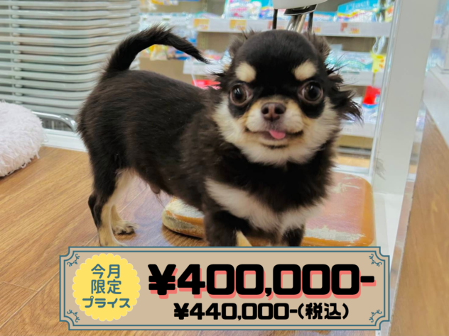 岡山県のチワワ(ロング) (アミーゴ水島店/2025年10月2日生まれ/男の子/チョコレートクリーム)の子犬の1枚目の画像