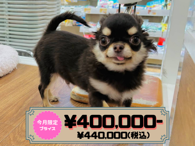 岡山県のチワワ(ロング) (アミーゴ水島店/2025年10月2日生まれ/男の子/チョコレートクリーム)の子犬の1枚目の画像