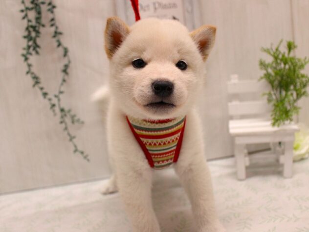 兵庫県の柴犬(標準サイズ) (ペット・プラザ アミーゴ加古川店/2025年9月9日生まれ/男の子/白)の子犬の3枚目の画像