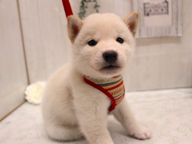 兵庫県の柴犬(標準サイズ) (ペット・プラザ アミーゴ加古川店/2025年9月9日生まれ/男の子/白)の子犬の2枚目の画像