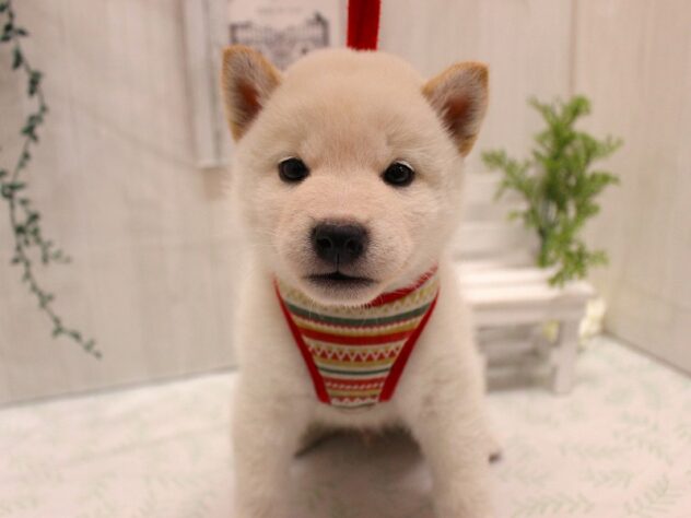 兵庫県の柴犬(標準サイズ) (ペット・プラザ アミーゴ加古川店/2025年9月9日生まれ/男の子/白)の子犬の1枚目の画像