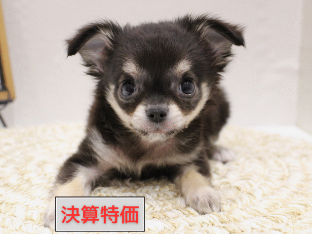 大阪府のチワワ(ロング) (ペット・プラザ アミーゴ箕面店/2025年9月20日生まれ/男の子/ブラックタン)の子犬の1枚目の画像