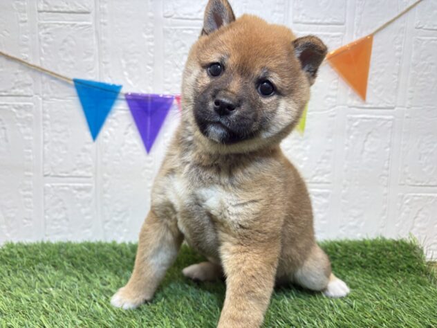 福島県の豆柴 (アミーゴ郡山南店/2025年9月12日生まれ/男の子/赤)の子犬
