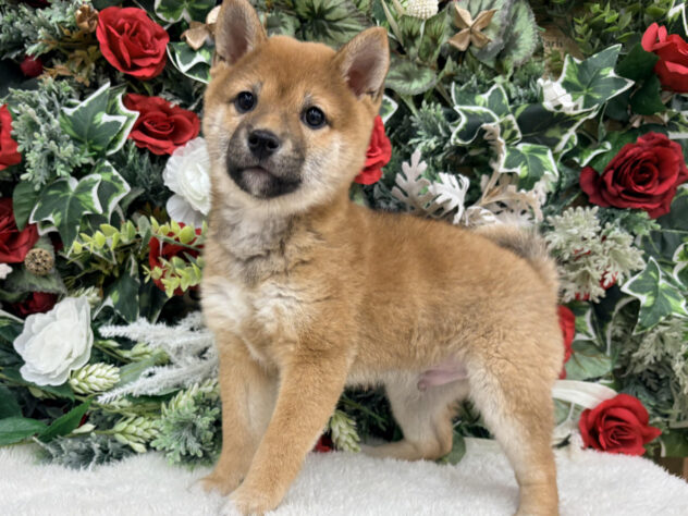 福島県の豆柴 (アミーゴ郡山南店/2025年9月15日生まれ/男の子/赤)の子犬