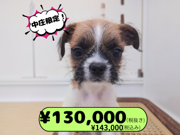 岡山県のハーフ犬・ミックス犬 (アミーゴ中庄店/2025年8月31日生まれ/男の子/ゴールドホワイト)の子犬