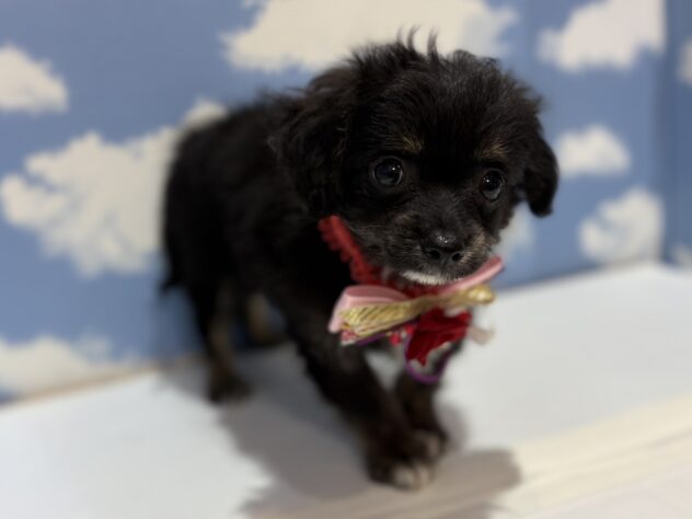 山形県のハーフ犬・ミックス犬 (アミーゴ山形南店/2025年10月27日生まれ/女の子/ブラックホワイトタン)の子犬の2枚目の画像