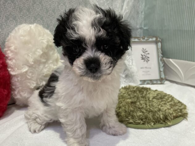 福島県のハーフ犬・ミックス犬 (アミーゴ本宮店/2025年10月14日生まれ/男の子/ブラックホワイト)の子犬