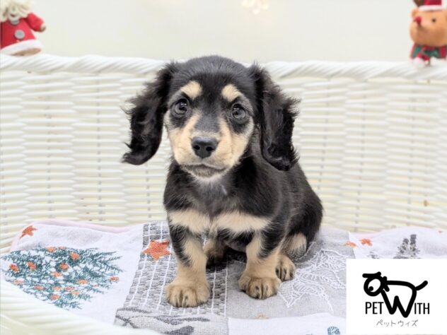 福島県のミニチュアダックスフンド(ロング) (アミーゴ会津若松店/2025年10月5日生まれ/女の子/ブラックタン)の子犬