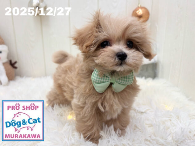 広島県のハーフ犬・ミックス犬 (アミーゴ大町店/2025年10月21日生まれ/男の子/アプリコット)の子犬の3枚目の画像