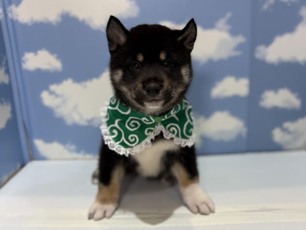 山形県の柴犬(標準サイズ) (アミーゴ山形南店/2025年10月14日生まれ/男の子/黒)の子犬