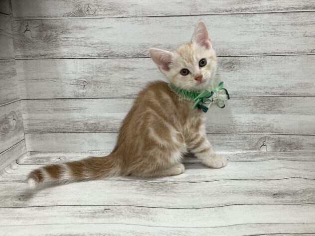 福島県のアメリカンショートヘアー (アミーゴ小名浜店/2025年10月20日生まれ/男の子/カメオタビー)の子猫