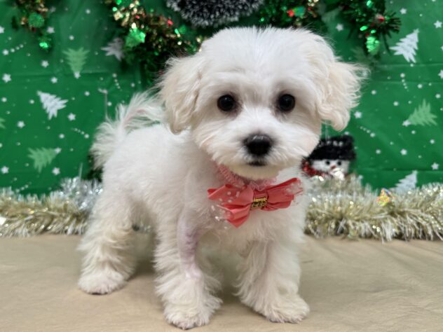 山形県のマルチーズ (アミーゴ酒田店/2025年9月6日生まれ/女の子/06 ホワイト系)の子犬の2枚目の画像