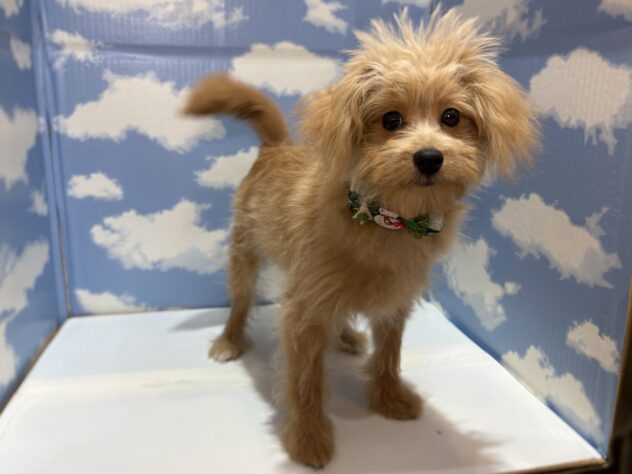 山形県のハーフ犬・ミックス犬 (アミーゴ山形南店/2025年7月5日生まれ/男の子/アプリコット)の子犬の2枚目の画像