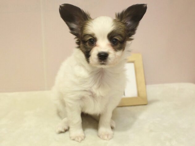 兵庫県のパピヨン (ペット・プラザ アミーゴ明石魚住店/2025年10月19日生まれ/女の子/ホワイトブラウン)の子犬の1枚目の画像