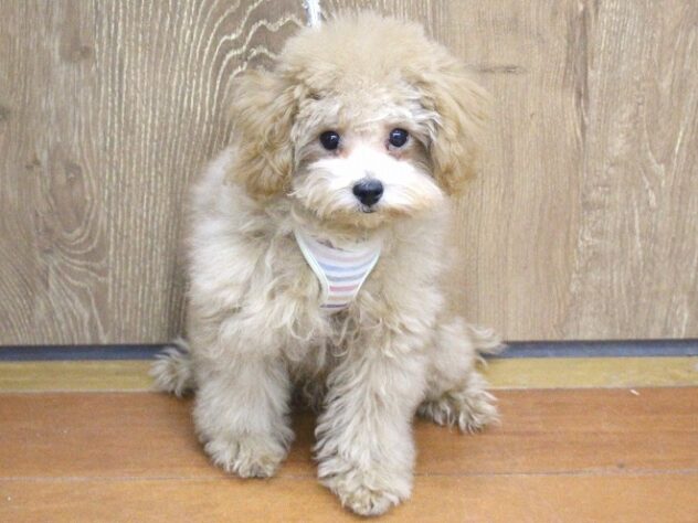 兵庫県のトイプードル(トイ) (ペット・プラザ アミーゴ明石魚住店/2025年8月27日生まれ/男の子/オレンジフォーン)の子犬の1枚目の画像