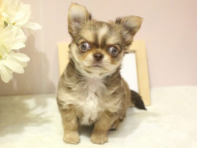 兵庫県のチワワ(ロング) (ペット・プラザ アミーゴ明石魚住店/2025年10月22日生まれ/男の子/チョコレートフォーン)の子犬の1枚目の画像