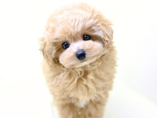 岡山県のハーフ犬・ミックス犬 (アミーゴ大安寺店/2025年10月21日生まれ/女の子/アプリコット)の子犬の3枚目の画像