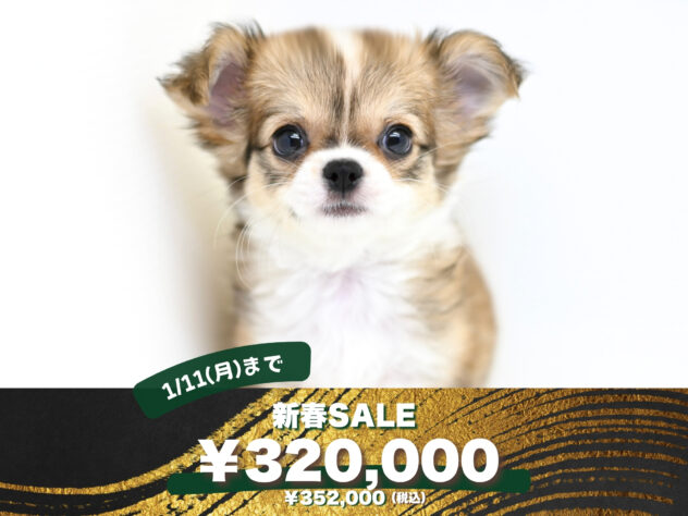 岡山県のチワワ(ロング) (アミーゴ大安寺店/2025年10月17日生まれ/女の子/レッドホワイト)の子犬