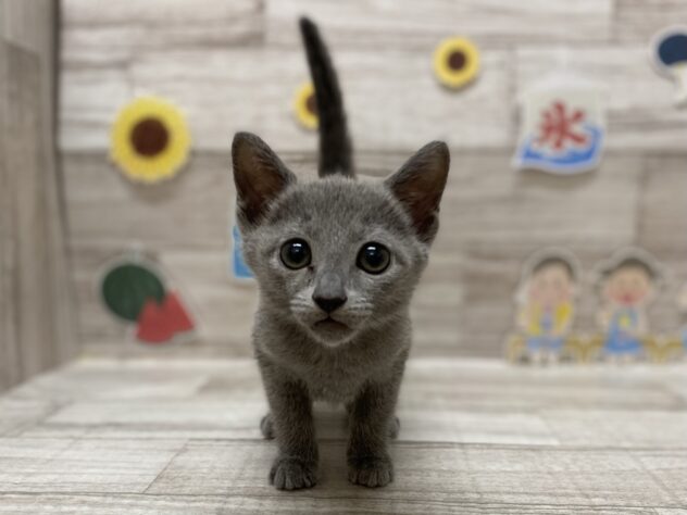 秋田県のロシアンブルー (アミーゴ横手店/2025年5月22日生まれ/女の子/ブルー)の子猫