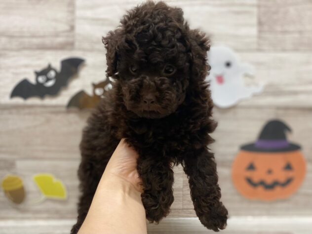 秋田県のトイプードル(トイ) (アミーゴ横手店/2025年7月17日生まれ/男の子/ブラウン)の子犬