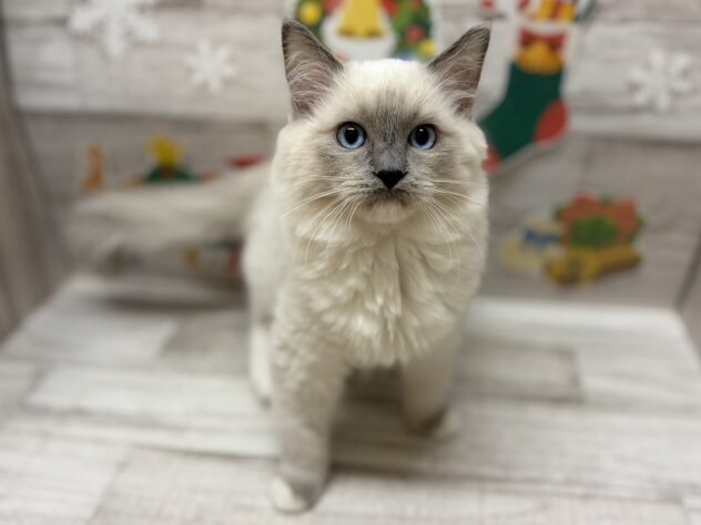 秋田県のラグドール (アミーゴ横手店/2025年8月8日生まれ/男の子/ブルーポイント)の子猫