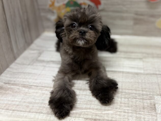 秋田県のハーフ犬・ミックス犬 (アミーゴ横手店/2025年7月10日生まれ/女の子/ブリンドル)の子犬