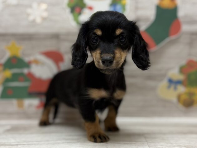 秋田県のカニンヘンダックスフンド(ロング) (アミーゴ横手店/2025年10月9日生まれ/女の子/ブラックタン)の子犬