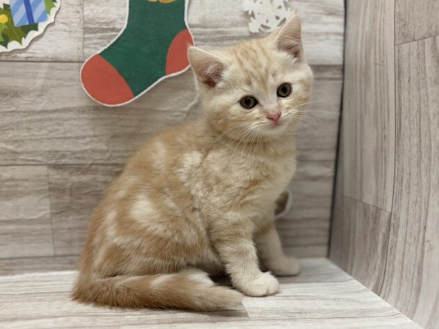 宮城県のスコティッシュフォールド (アミーゴ仙台富沢店/2025年10月22日生まれ/男の子/レッドタビー)の子猫