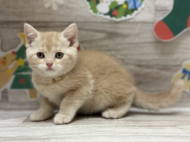 宮城県のスコティッシュフォールド (アミーゴ仙台富沢店/2025年10月22日生まれ/女の子/レッドタビー)の子猫