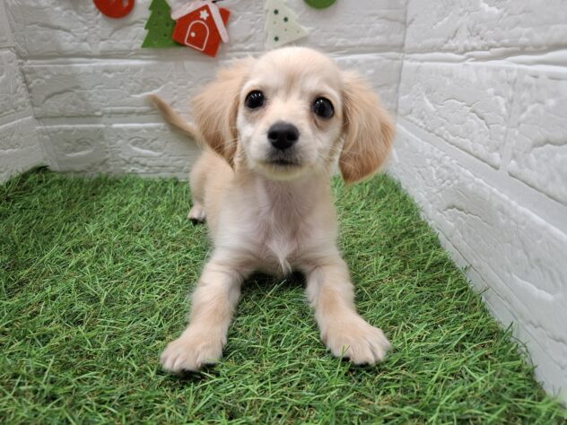 新潟県のハーフ犬・ミックス犬 (アミーゴ新潟小新店/2025年9月12日生まれ/女の子/クリーム)の子犬