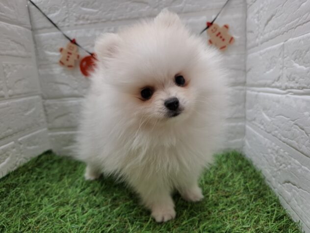 新潟県のポメラニアン (アミーゴ新潟小新店/2025年10月10日生まれ/女の子/クリーム)の子犬