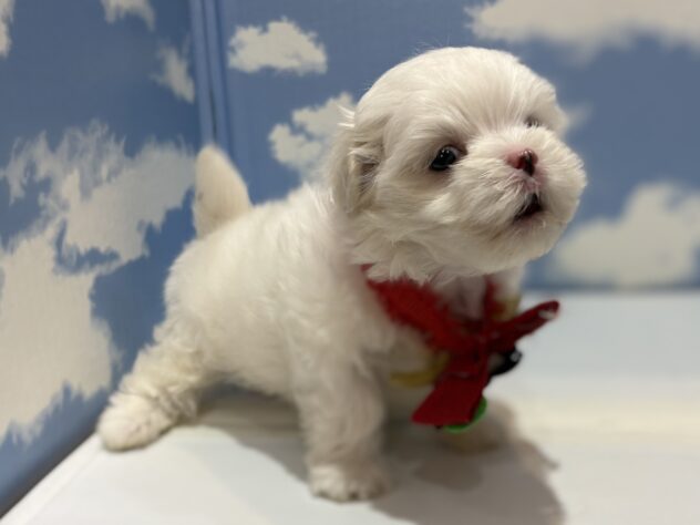 山形県のマルチーズ (アミーゴ山形南店/2025年10月21日生まれ/女の子/ホワイト)の子犬の2枚目の画像