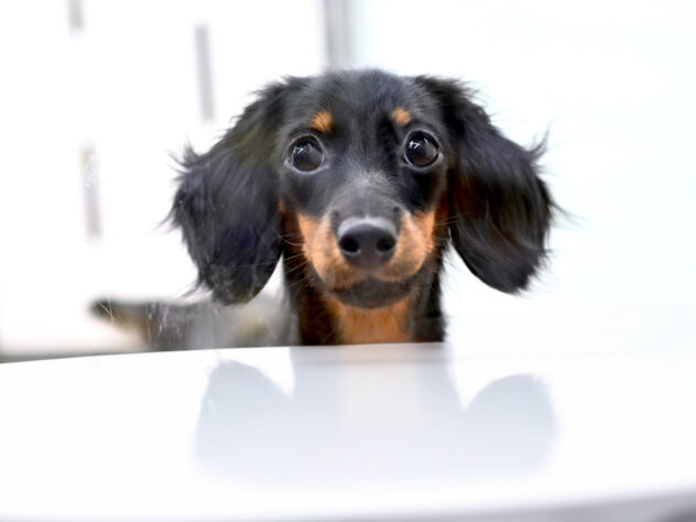 岡山県のミニチュアダックスフンド(ロング) (アミーゴ中庄店/2025年4月17日生まれ/女の子/ブラックタン)の子犬の2枚目の画像