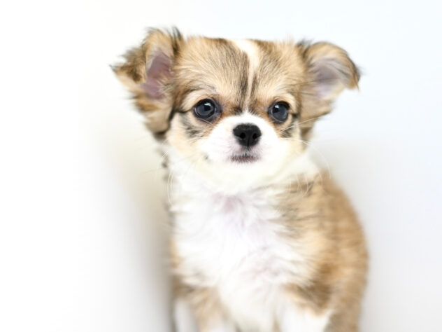 岡山県のチワワ(ロング) (アミーゴ大安寺店/2025年10月17日生まれ/女の子/レッドホワイト)の子犬の2枚目の画像