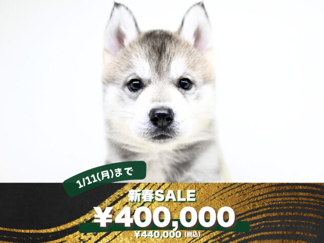 岡山県のシベリアンハスキー (アミーゴ大安寺店/2025年10月12日生まれ/女の子/シルバーホワイト)の子犬