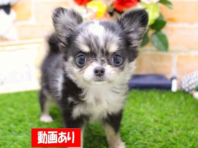 兵庫県のチワワ(ロング) (ペット・プラザ アミーゴ三田店/2025年10月8日生まれ/女の子/ブルーマール)の子犬の1枚目の画像