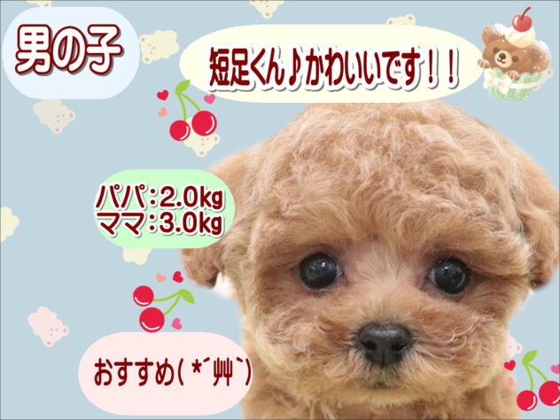 大阪府のトイプードル(トイ) (アミーゴ鳳店/2025年10月20日生まれ/男の子/レッド)の子犬の1枚目の画像