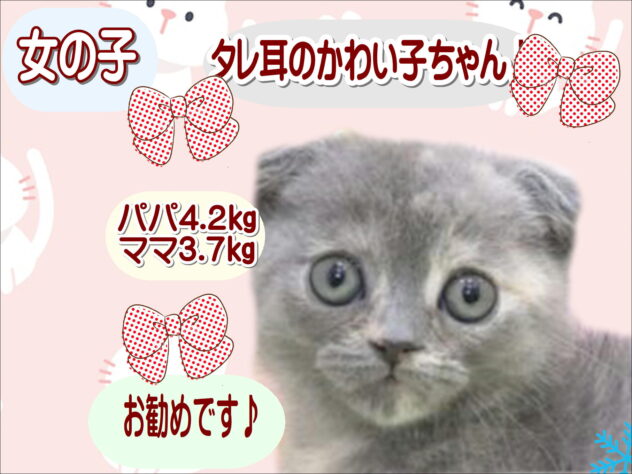 大阪府のスコティッシュフォールド (アミーゴ鳳店/2025年10月21日生まれ/女の子/ブルーパッチドタビー)の子猫の1枚目の画像