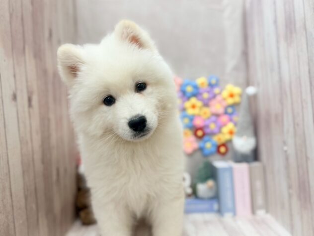 岡山県のサモエド (ワンキャラット アミーゴ高屋店/2025年10月14日生まれ/男の子/ホワイト)の子犬の2枚目の画像