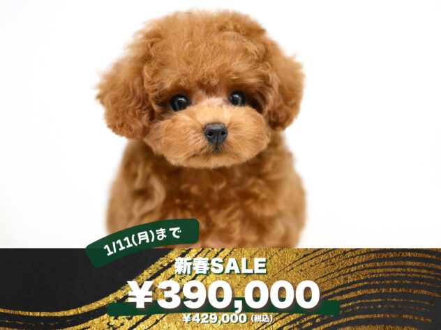 岡山県のトイプードル(トイ) (アミーゴ大安寺店/2025年9月20日生まれ/女の子/レッド)の子犬の1枚目の画像