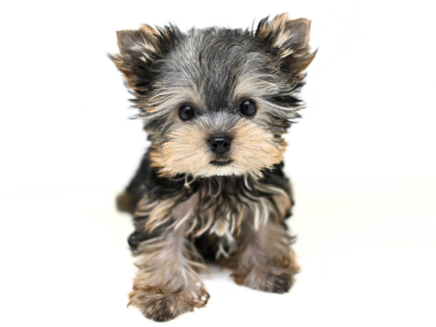 岡山県のヨークシャーテリア (アミーゴ大安寺店/2025年9月28日生まれ/女の子/スチールブルータン)の子犬の2枚目の画像