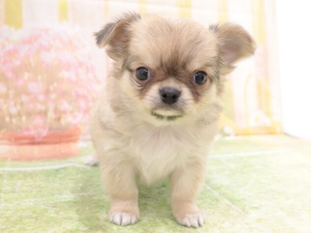 大阪府のチワワ(ロング) (アミーゴ鳳店/2025年10月10日生まれ/男の子/フォーンホワイト)の子犬の4枚目の画像