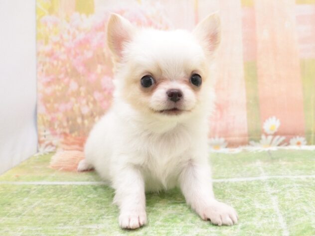 大阪府のチワワ(ロング) (アミーゴ鳳店/2025年10月14日生まれ/男の子/ホワイト)の子犬の2枚目の画像