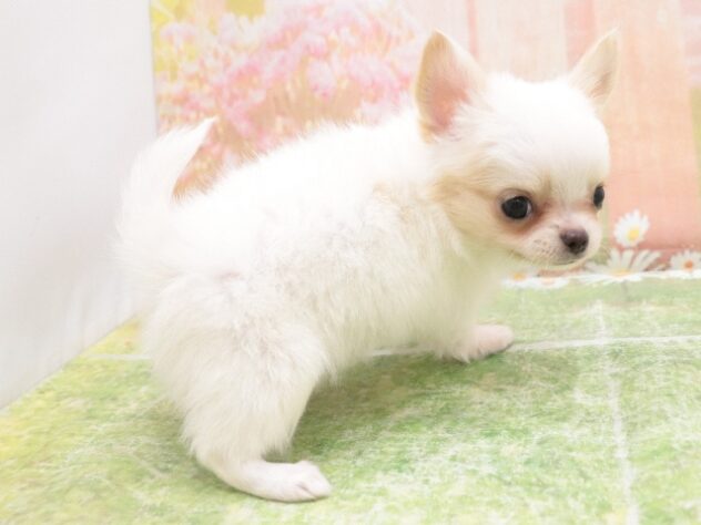 大阪府のチワワ(ロング) (アミーゴ鳳店/2025年10月14日生まれ/男の子/ホワイト)の子犬の3枚目の画像